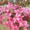 購開心果成苗芽苗來臨沂市河東區苗木專業種植合作社