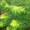 供應金葉接骨木,金葉接骨木廠家首選鑫鑫苗圃