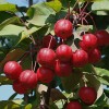 供應紅巴倫海棠樹苗優良綠化品種