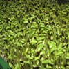 爽舌尖芽苗菜微工廠 高效生產安全放心