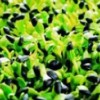 爽舌尖芽苗菜 微工廠化生產