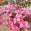 臨沂供應紅寶石海棠樹苗質優價廉互惠互利多少錢