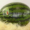 日本進口精品西瓜種子，口感突出，肉質硬，品質佳。