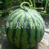 日本進口精品西瓜種子，肉質細脆多汁，口感風味極佳。