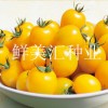 高品質櫻桃型水果番茄，亮黃色，糖度高，綿甜的特殊風味。