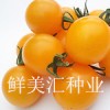 高品質櫻桃型水果番茄，鮮艷的檸檬黃色，口味香甜，耐貯運。