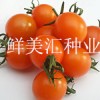 國外進口，高品質櫻桃型水果番茄，味道甜美，品質卓越。