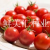 國外進口，高品質櫻桃型水果番茄，味道甜美，品質卓越。