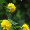 棣棠價格，棣棠花首選定州鑫鑫苗圃