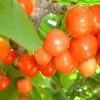 原生態茂縣大櫻桃團購 茂縣大櫻桃批發