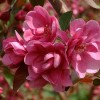 元旦特供紅寶石海棠樹苗