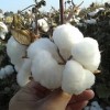 華農10號F1特大鈴高產棉種