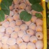 枇杷_枇杷貨源_優質高原枇杷采摘果園