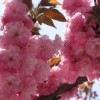 紅葉櫻花苗/青葉櫻花苗/速生櫻花苗/櫻花苗批發