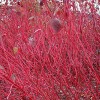 紅瑞木價格，河北紅瑞木首選定州苗木基地