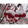 冬紅海棠苗（又名冬紅果，長壽果，雪紅果）盆景苗