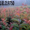 甜茶苗彩葉海棠苗北美海棠苗亞當苗