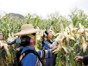 “路單”玉米造福云嶺大地