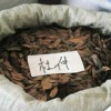 滄州哪里有做杜仲種子什么時候種植,價格多少?