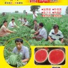 鼎優農業-國翠 優質西瓜品種