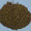 滄州哪里有做紫花苜蓿種子播種季節,價格多少?