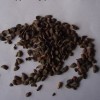 滄州哪里有做杜梨籽播種季節,價格多少?