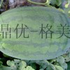 鼎優農業-格美  優良西瓜品種