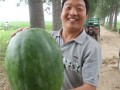 河南鼎優農業西瓜種子-榮威