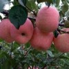 供應美國8號蘋果樹苗2015特大優惠