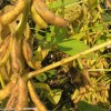 高產穩產大豆種子鑫豆1號