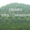 韶關楊梅樹苗木哪里的比較好？廣東劉家莊苗木