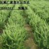 1米白皮松大量出售、1米白皮松大量低價優惠供應