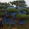 景觀工程報價云杉、羅漢松、池杉、晚櫻、柳杉、棕櫚、白臘、香樟