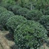 工程苗木價格白蠟、小龍柏球、杜英、冬青球、楸樹、華山松、樸樹