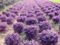法國冬青、紅寶石海棠梔子花、紅花酢漿草、黃山欒樹、紅花繼木球 (0?)