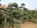 大葉黃楊球、龍爪槐、小葉女貞造型樹、榔榆白玉蘭、月季、五角楓 (0?)
