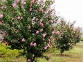 南天竹、紫薇、金焰繡線菊、美人梅、絲蘭、木槿劍麻、馬尼拉草坪 (0?)