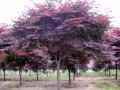 紅王子錦帶、八月桂花、迎春、紅葉碧桃、金絲桃、大葉女貞、紅楓 (0?)
