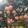 三紅蜜柚苗種植技術管理，紅皮紅肉蜜柚苗|三紅柚子苗木基地