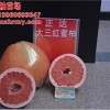 純正、質優的大三紅蜜柚苗出圃，可以開始種植了，欲購從速！