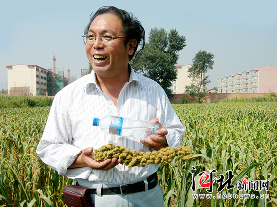 成熟的張雜谷谷穗長度可超過30厘米。 成熟的張雜谷谷穗長度可超過30厘米。