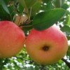 供應紅富士蘋果苗矮化蘋果苗