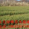 油松苗，營養杯云杉苗，云杉種子，青海云杉種子，云杉苗價格
