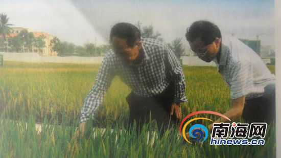 1976年袁隆平在海南基地給科技人員傳授技術。(南海網記者孫令正翻拍)