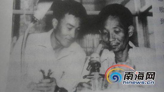 袁隆平與助手李必湖(左)鏡檢水稻雄性不育株花粉。(南海網記者孫令正翻拍)