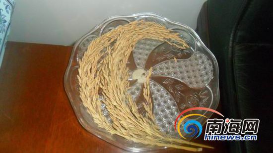 “超級雜交水稻”標本。(南海網記者孫令正攝)
