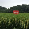 十項完美結合的超優異中熟品種建優2號