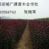 紫葉李紅葉李大量低價優惠供應