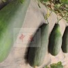 中原口福香瓜
鄭州中原西甜研究所最新育成羊角蜜雜種。羊角蜜是農家常規品種,瓜農習慣自己留種,因此種性嚴重退化,不抗病,糖度低、瓜小產量低,瓜形皮色不一致。真對上述原因利用現代育種手段選育代替品種顯得及其重要。我們首先對羊角蜜進行多代提純復壯,選取優良單株作母本雜交。后代觀察5※11比較復合育種目標,雜交優勢明顯。經2013年冬季云南耿馬試驗和2014年春昌樂,河南中牟大棚試種,周口扶溝大李莊鄉露地試驗結果表現:早熟性與羊蜜相當,高溫季節栽培花后25天采收。雌花早生,而密。第一雌花著生在子蔓第一片葉液間,以后一片葉一個雌花。子蔓、孫蔓均可結瓜,連續結瓜性強,單株結4~9個。果形長棒錘形,縱徑26cm,橫徑8cm,肉厚2cm。皮色墨綠,肉綠色,瓜瓤桔紅色。肉厚種腔小。熟瓜香酥脆甜多汁,適口性極佳,科學含糖度15%。單瓜重1-2kg,畝產5000kg左右。產量與羊角蜜比較提高20%。抗病性超越羊角蜜,田間觀察對照白粉病、角斑病、霜霉病發病率降低。抗逆性強適應廣。適宜各甜瓜產區各種栽培模式種植。露地栽培對整枝打杈要求不嚴格,管理粗放,很適合大面積懶漢種植。雜交后代外觀形狀與羊角蜜區別較大,所以新命名:中原口福香瓜