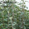 大量蘋果苗低價出售、1米以上蘋果苗大量供應